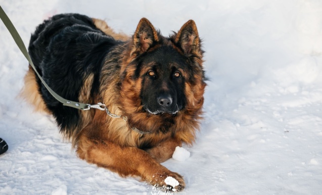 Парад пород «Собака +Я»