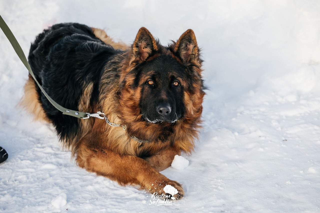 Парад пород «Собака +Я»